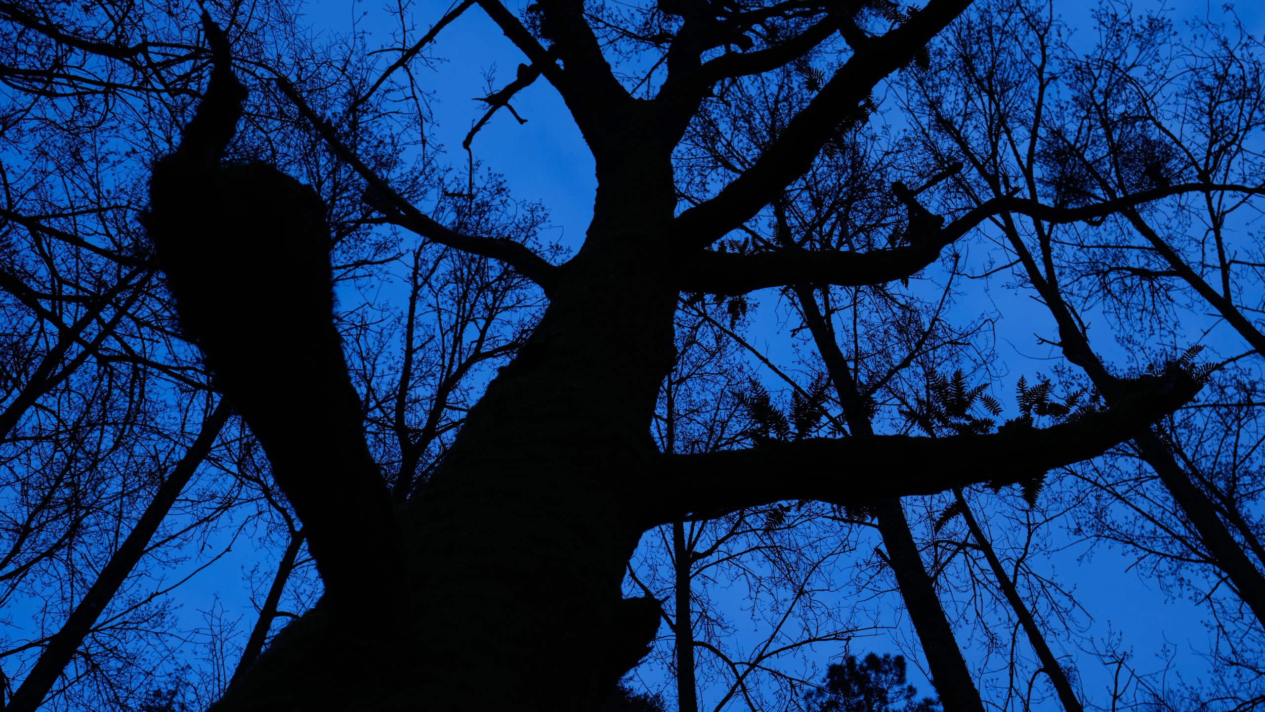 Canopée Bleue — Silence Bleu